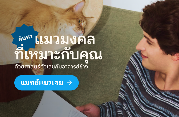 ค้นหาแมวมงคลที่เหมาะกับคุณ ด้วยศาสตร์ตัวเลขกับอาจารย์ช้าง — แมทช์แมวเลย